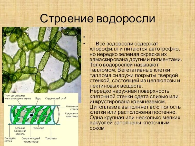 Строение водорослей. Клетка водоросли. Строение клетки водоросли. Строение клеток микроводорослей.