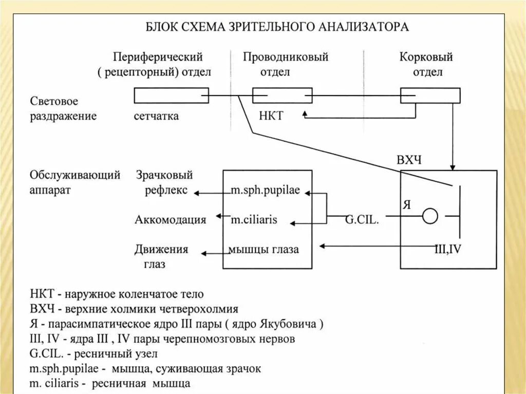 Функции каждого отдела анализатора. Структурная схема зрительного анализатора. Схема механизма зрительного акта. Структурно-функциональная схема анализатора.