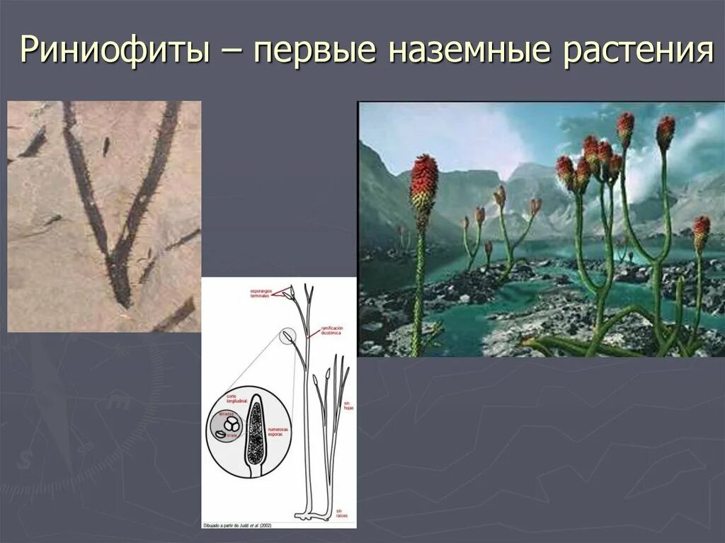 Эволюция растений псилофиты. Риниофиты эволюция растений. Эволюция высших растений. Схема появления растений. Эволюция растений псилофиты.