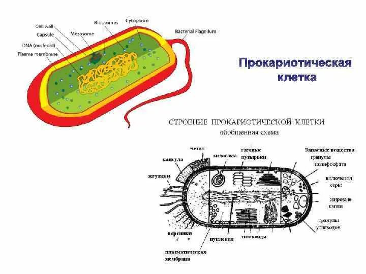 Схема прокариотической клетки. Рис.51 строение прокариотической клетки. Прокариотическая клетка 10 класс. Компоненты прокариотической клетки. Появление первых прокариотических клеток