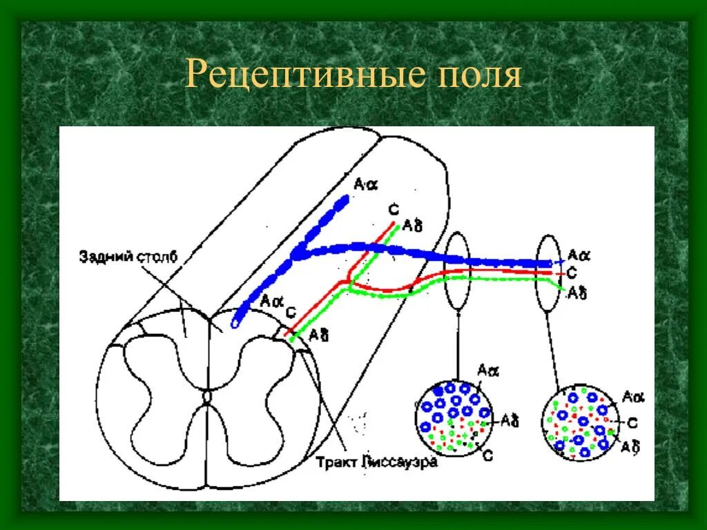 Поле рефлекса. Рецептивное поле рефлекса. Рецептивное поле рефлекса схема. Рецептивное поле это физиология. Рецепторное поле рефлекса физиология.