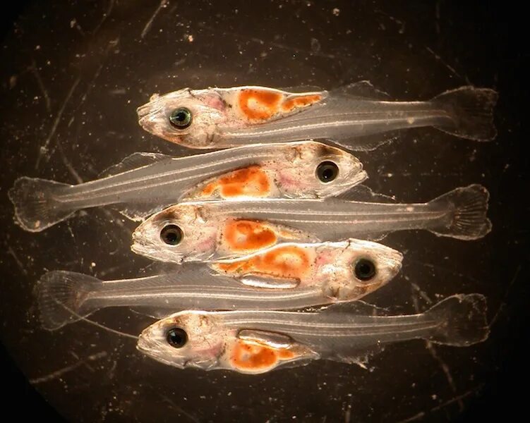 Малек это личинка рыб. Личинка судака. Малек минтая. Личиночная стадия малёк.