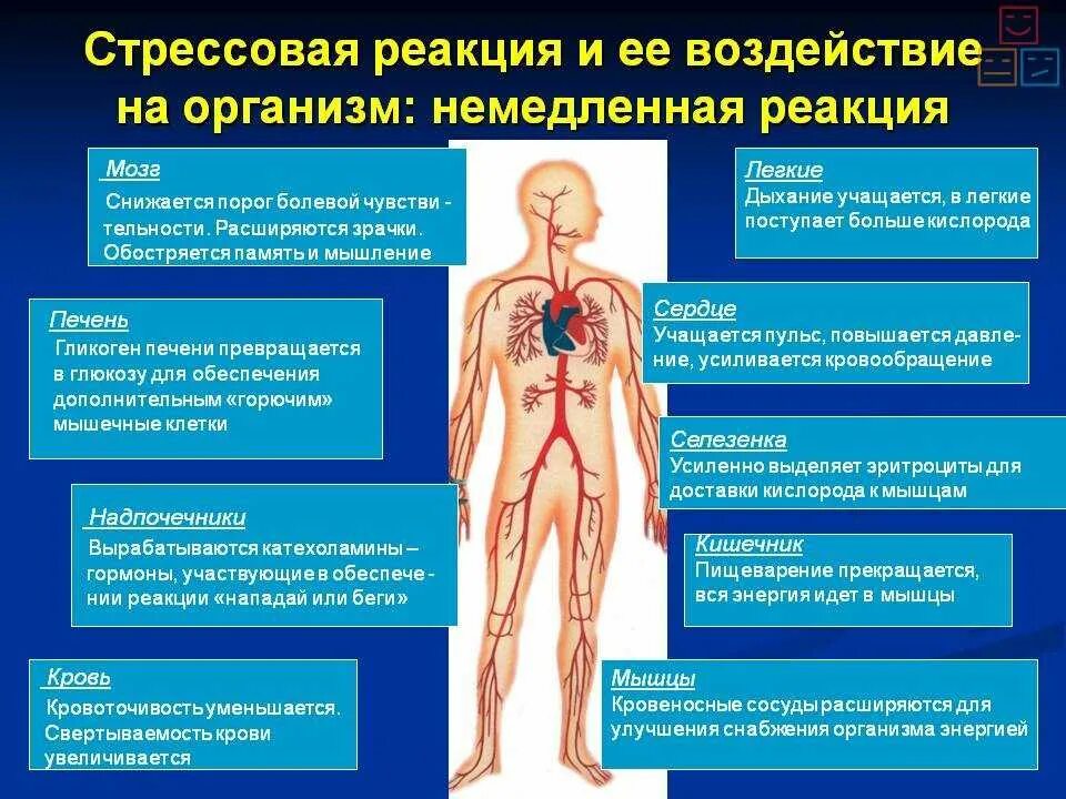 Что происходит с организмом во время стресса. Сняться с учета центра занятости. Целостная система органов это. Причины уважительной причины неявки работника. Причины почечных заболеваний.