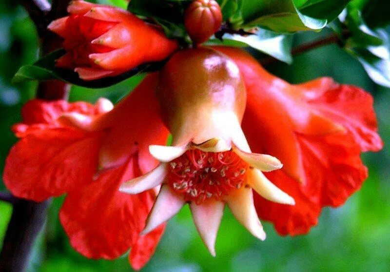 Как цветет граната. Как цветет граната. Как цветет граната. Как цветет граната. Punica granatum.