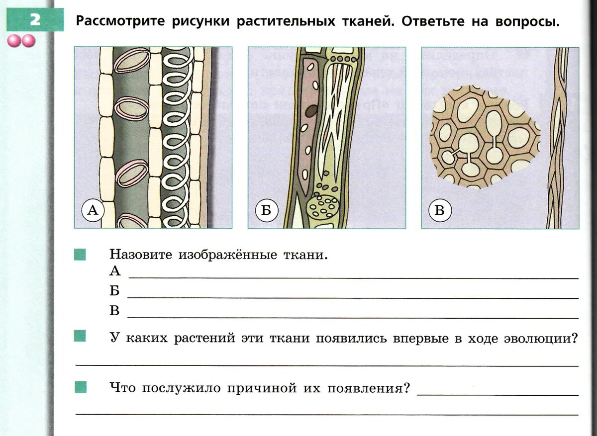 Механическая ткань часть впр. Ткани растений ЕГЭ биология. Образовательная ткань растений 6 класс биология. Ткани растительной клетки 6 класс биология. Строение ткани растения ЕГЭ биология.