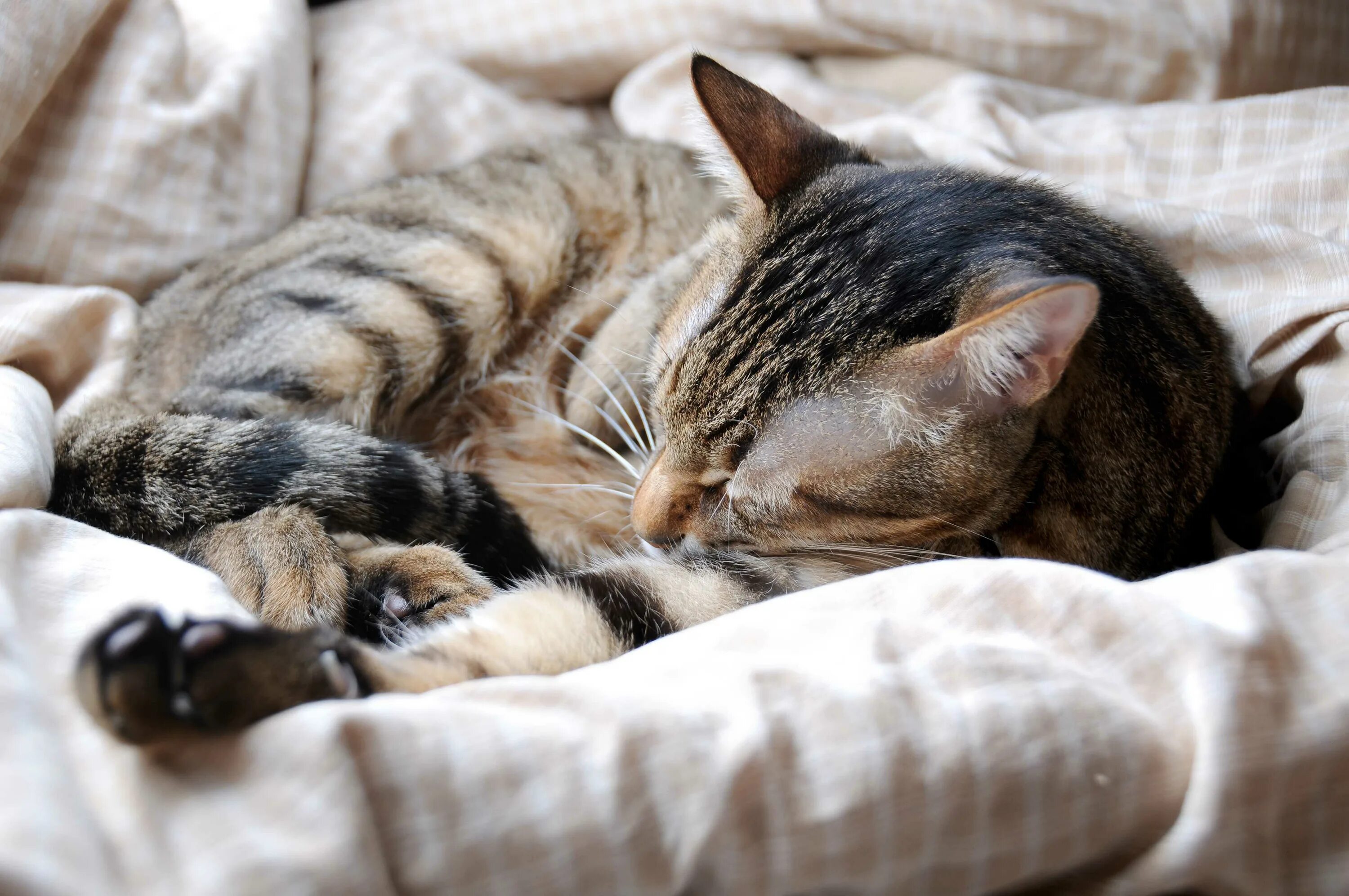 Поспи картинки. Спящий кот. Спящие котики. Сонные коты.