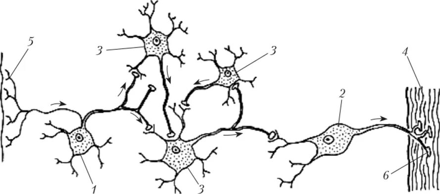 Осуществляет связь между нейронами какой нейрон. Схема соединения нейронов. Схема взаимодействия нейронов. Связь нейронов между собой. Соединение нейронов между собой.