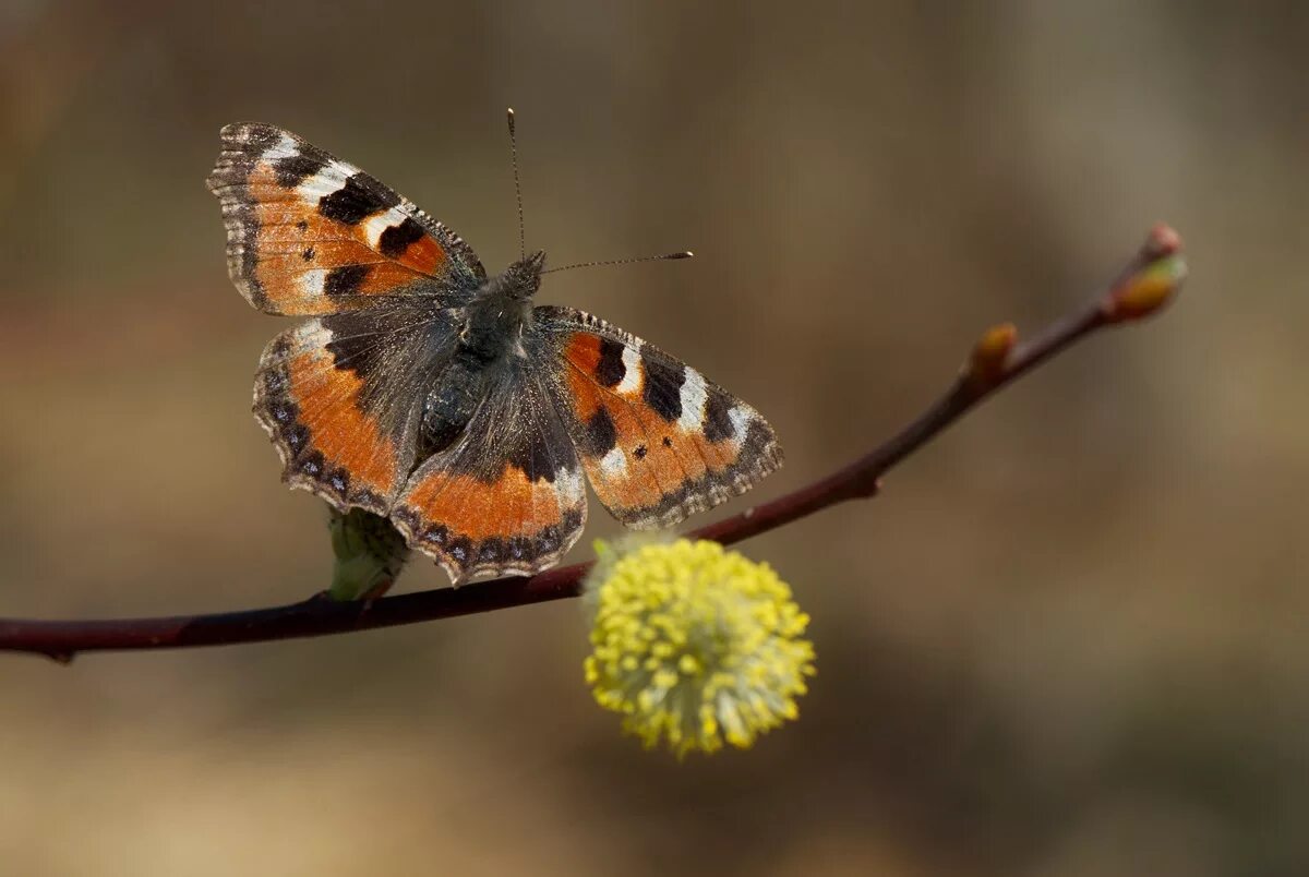 Бабочки. Бабочки весной. Первые весенние бабочки. Ранние бабочки весной