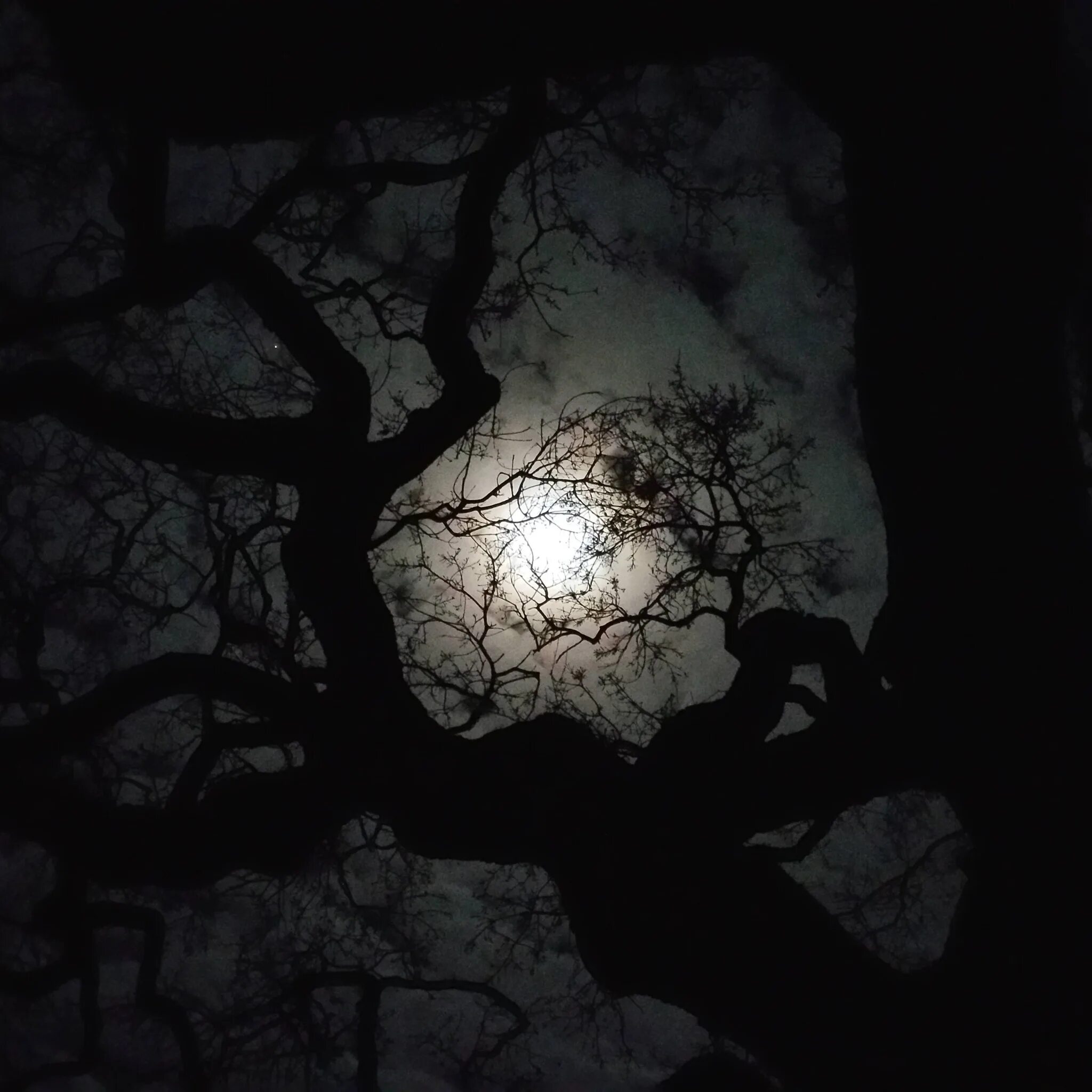 Луна сквозь деревья. Дерева в темноте. Дерево ночью. Ветви деревьев ночью. Ветка дерева ночью.