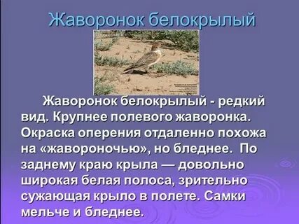 Почему столько произведений посвящено жаворонку 2