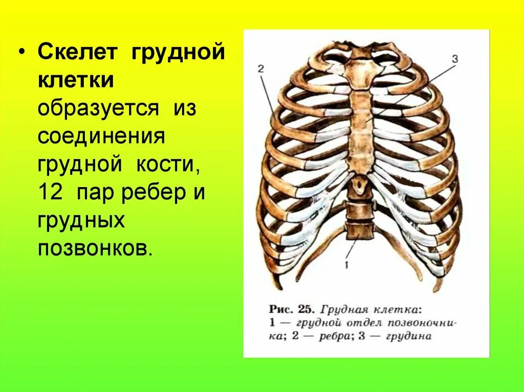 Скелет туловища. Грудная клетка. Соединение костей. Грудная клетка. Соединение ребер с грудиной. Соединения грудной клетки анатомия.
