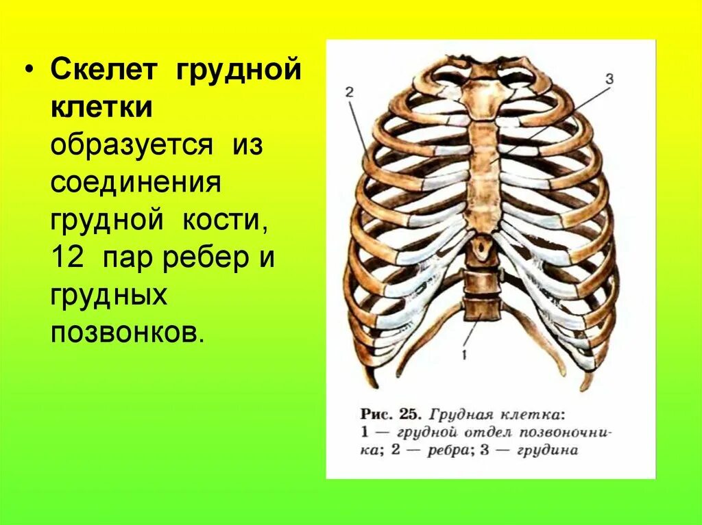 Соединение между ребрами