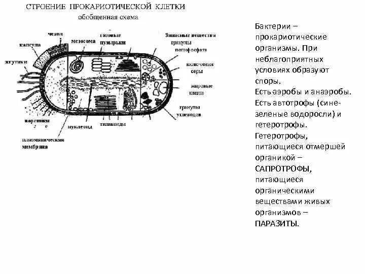 Строение прокариотической клетки. Подробное строение прокариотической клетки. Прокариотическая клетка строение и функционирование. Особенности строения прокариотической клетки. Схема. Появление первых прокариотических клеток