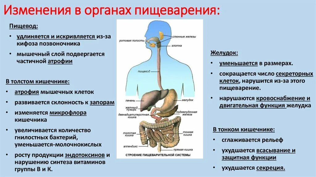 Возрастные изменения функций. Возрастные изменения пищеварительной системы. Возрастные изменения пищевода. Функции пищеварительной системы в организме. Возрастные особенности пищеварительной системы у пожилых людей.