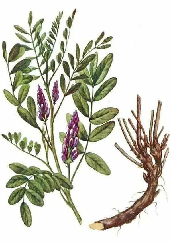 Солодка лист. Солодка Уральская (Glycyrrhiza uralensis). Glycyrrhiza glabra. Корень солодки, Солодка Уральская, лакричник. Солодка гладкая.