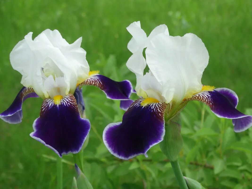 Есть ирис расцвел ирис. Ирис версиколор. Ирис монтевидео. Ирисы на белом фоне. Ирис awesome blossom.
