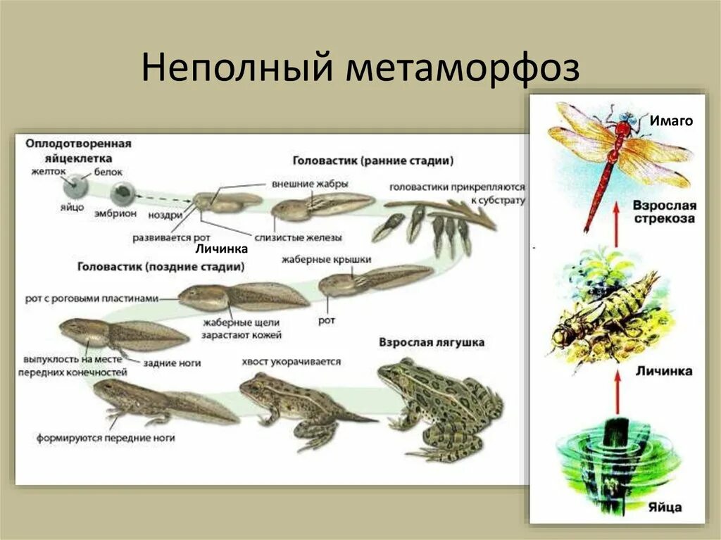 Неполный метаморфоз. Организмы с полным и неполным метаморфозом. Схема неполный неполный метаморфоз. Метаморфоз примеры. Черепахи развитие с метаморфозом