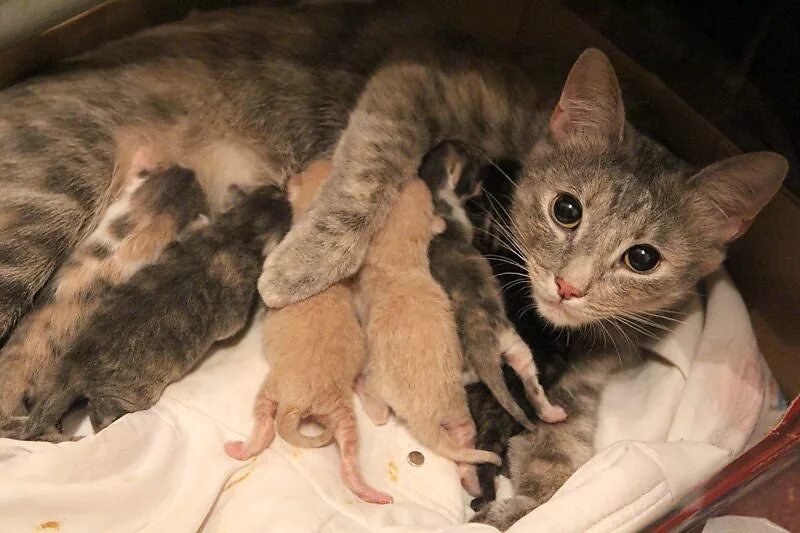 Кошки после рождения котят