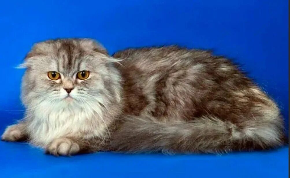 Хайленд шотландская кошка. Шотландский хайленд страйт длинношерстный. Шотландская вислоухая длинношерстная. Хайленд шотландская кошка. Хайленд шотландская кошка.