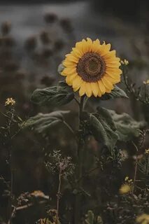 Ночное цветение подсолнухов