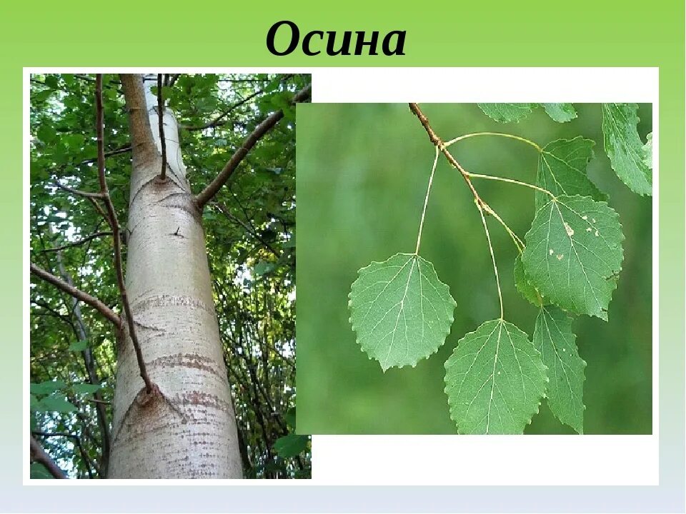 Осина обыкновенная (Populus tremula). Тополь дрожащий (осина) – Populus tremula. Осина обыкновенная (Pópulus trémula). Осина белоствольная. Какие отношения складываются между осиной и березой