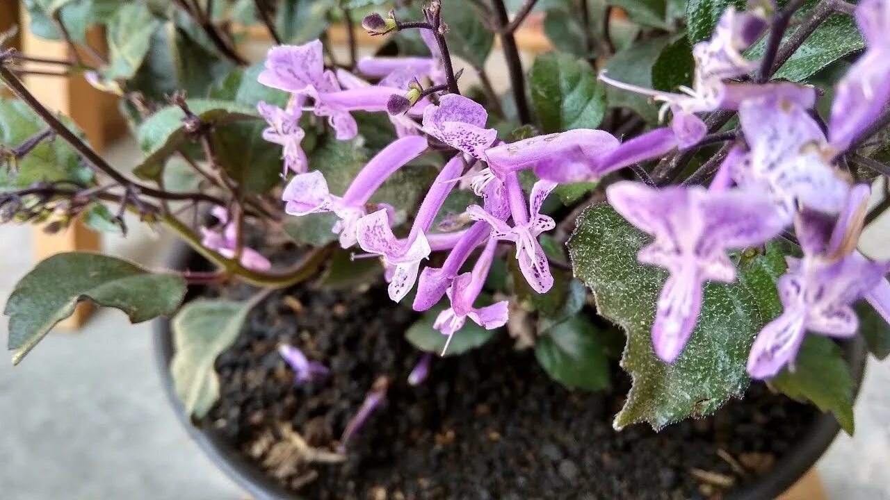 Плектрантус мона лаванда. Плектрантус гибридный 'mona lavender'. Плектрантус лавандер. Плектрантус мона. Плектрантус мона лаванда.