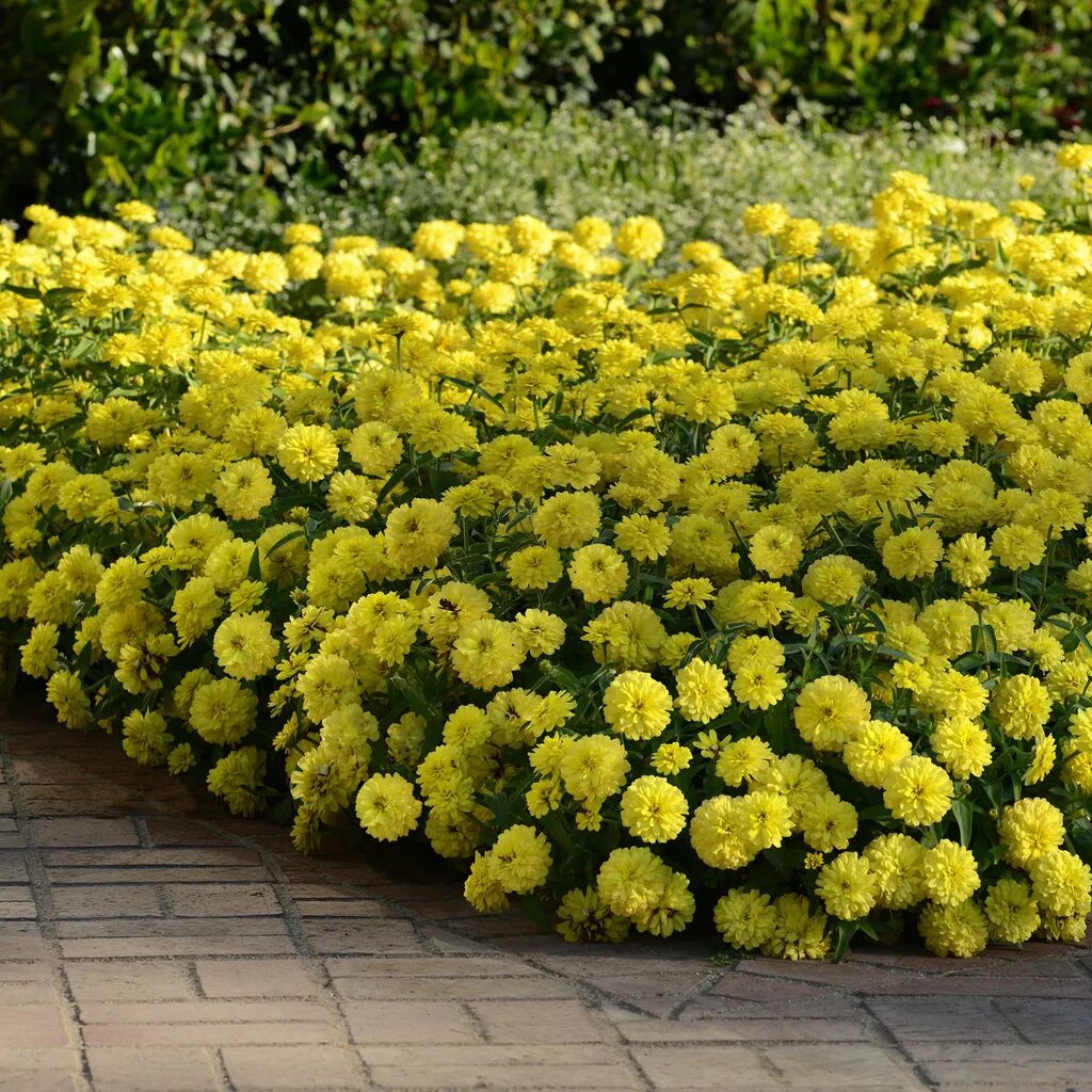 Цинния Дабл Захара. Цинния Захара Дабл Еллоу. Цинния Дабл Захара черри. Цинния Double Zahara Yellow.