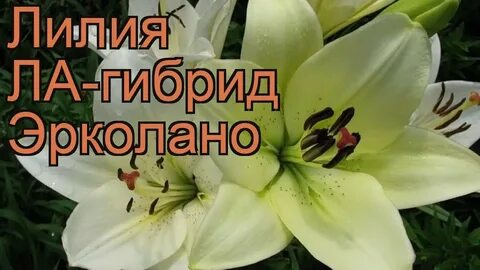 Лилия между