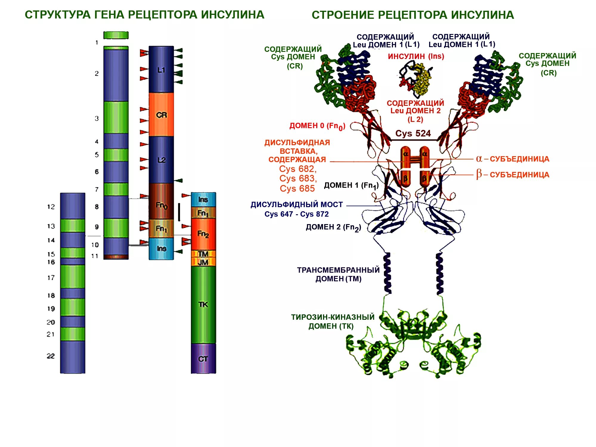 Схема взаимодействия инсулина с рецептором. Строение рецептора инсулина. Строение инсулинового рецептора. Характеристика рецепторов к инсулину. Инсулиновый рецептор.