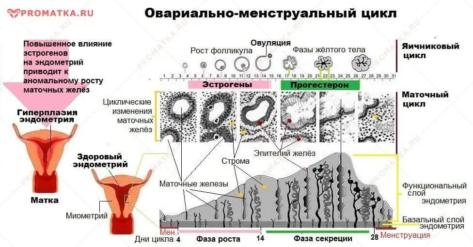 Вторая фаза менструационного. Эндометрия 1 фазы менструационного цикла. Фазы менструального цикла и толщина эндометрия. Маточный цикл фазы схема. Фазы менструационного цикла матка гистология.