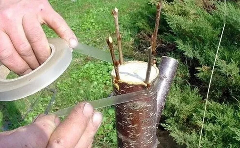 Примеры плодовых культур которые можно привить Способы прививки плодовых деревьев