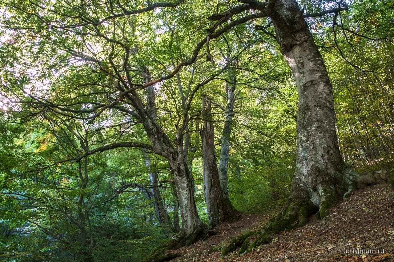 Буковый лес в крыму. Буково-грабовые леса крыма. Агармышский лес в крыму. Буковый лес на демерджи. Буковый лес в крыму.