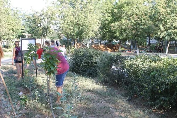 Енотаевка подслушано объявление. Деревья в енотаевке. подслушано енотаевка. центр волонтёров источник добра енотаевка. енотаевка школа.