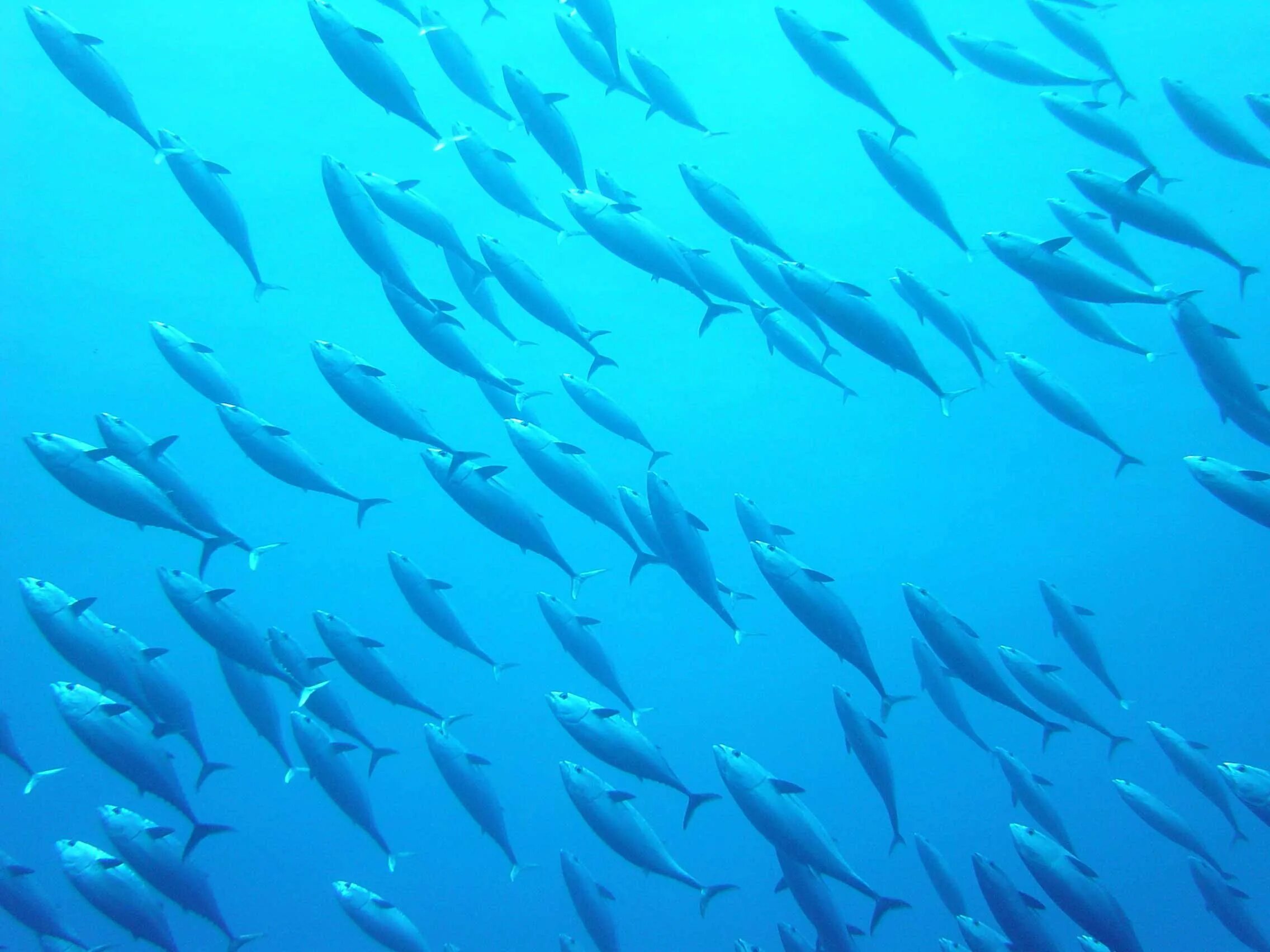 Рыбный фон. Фон рыба. Рыбы в океане. Косяк рыб. Паттерн рыбки.