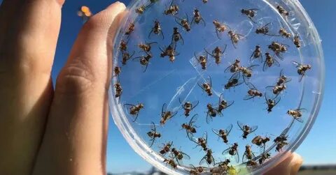Fruit fly