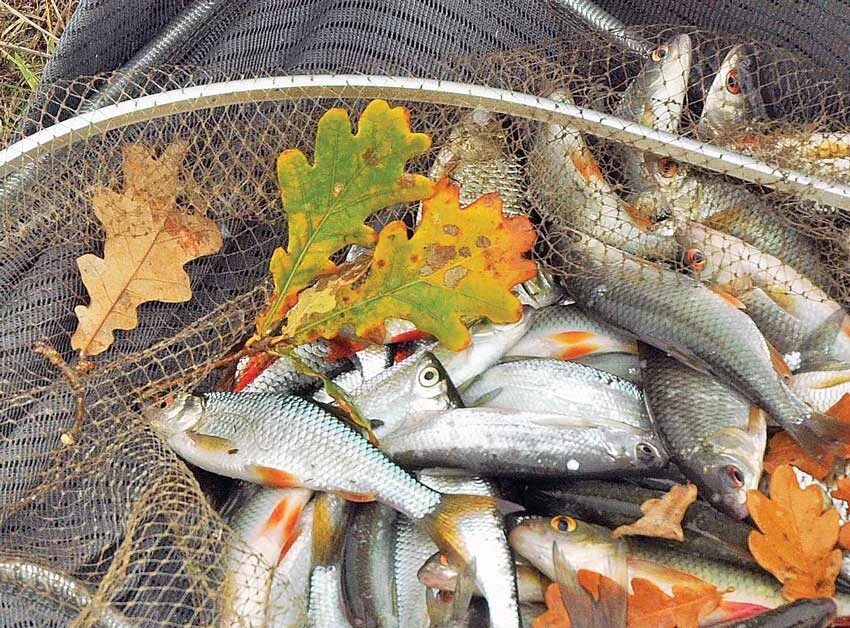 Время улова. Осень рыбалка. Осенняя рыбалка. Улов рыбы. Рыбак осенью.