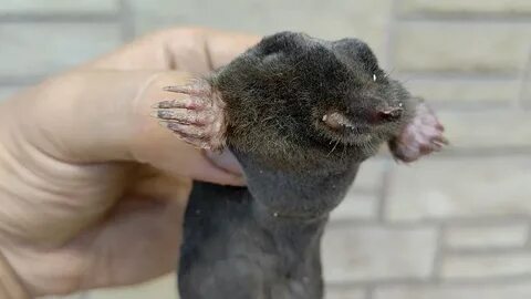Поймай кротов