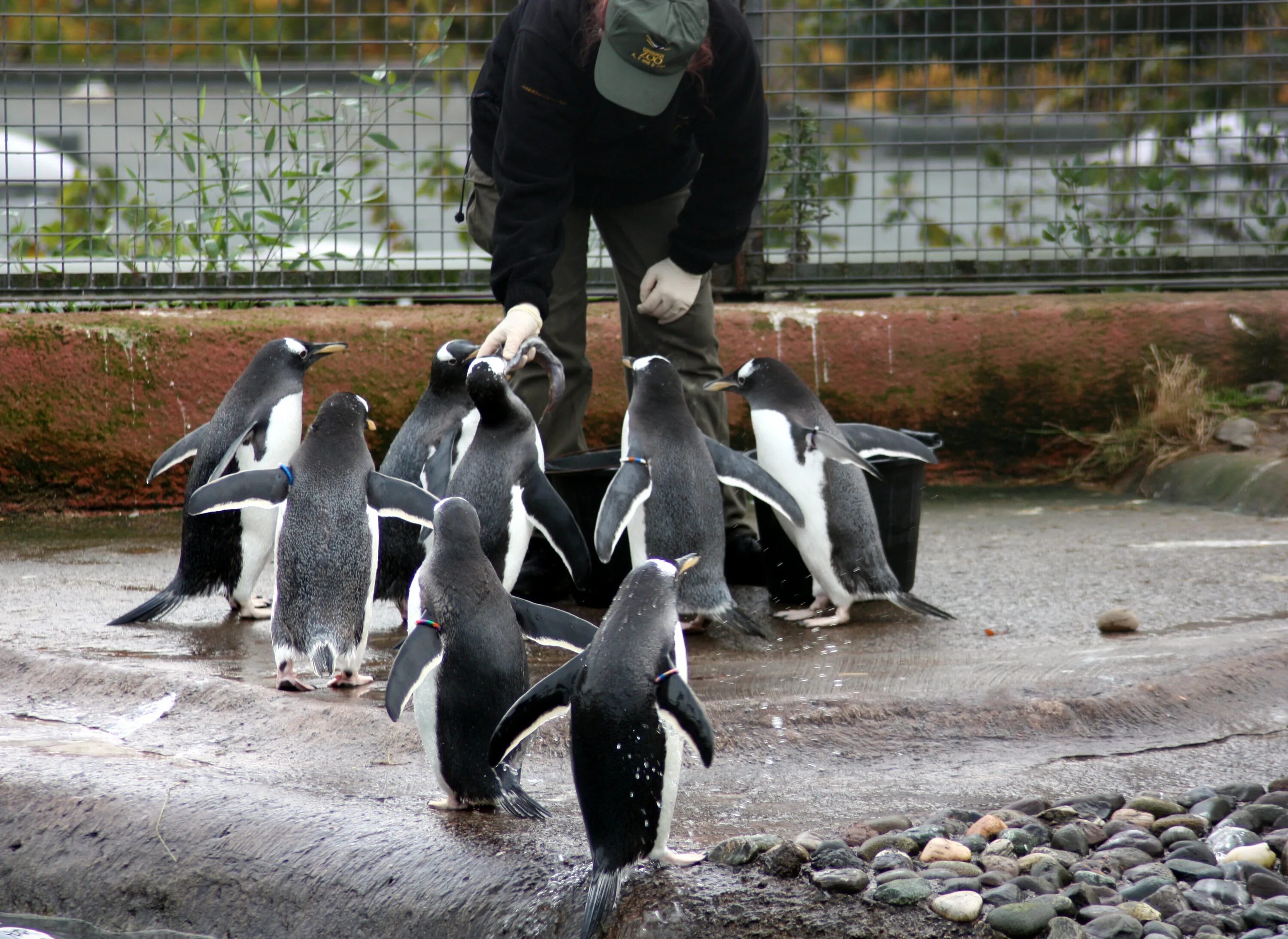 Императорский Пингвин в зоопарке. Пингвин с рыбой. Стая пингвинов. Пища пингвинов. Среди пингвинов есть и драчуны найти