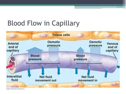Blood flow