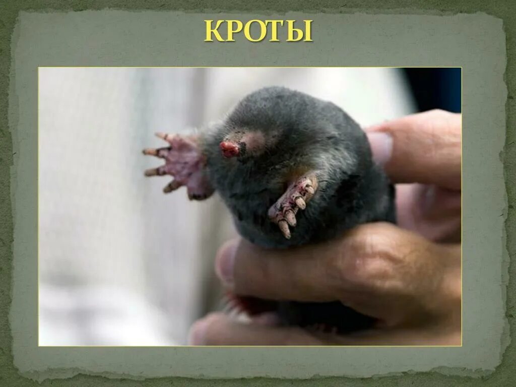 Ослеп мемы. Стивен лэнг в фильме не дыши. Слепота фильм 2008. Издевались над слепой а оказалось. Он оказался слепой.