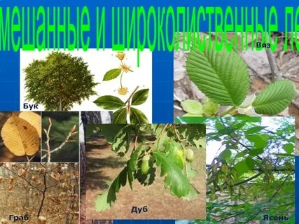 Ясень отличия