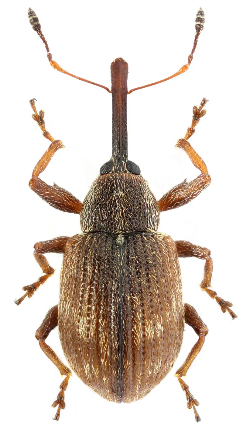Долгоносики (curculionidae). Земляничный долгоносик жук. Жук долгоносик фото. Жук долгоносик вредитель. Жук долгоносик.