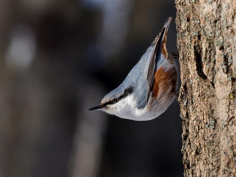 Синица поползень. Поползновение это. Птицы появившиеся в казани. Поползень зяблик дрозд. Поползновение это.