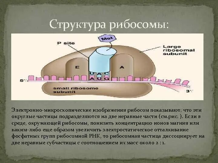 Рибосомы прокариот функции. Рибосомы прокариот функции