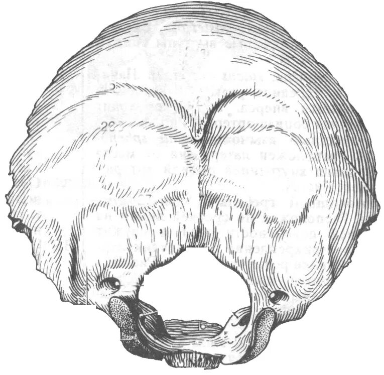 Задние кости черепа. Затылочная кость анатомия. Затылочная кость черепа анатомия. Анатомия затылочной кости черепа. Затылочная кость черепа анатомия строение.