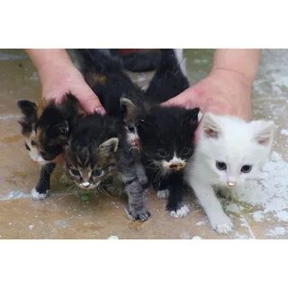Взять котенка 2 месяца