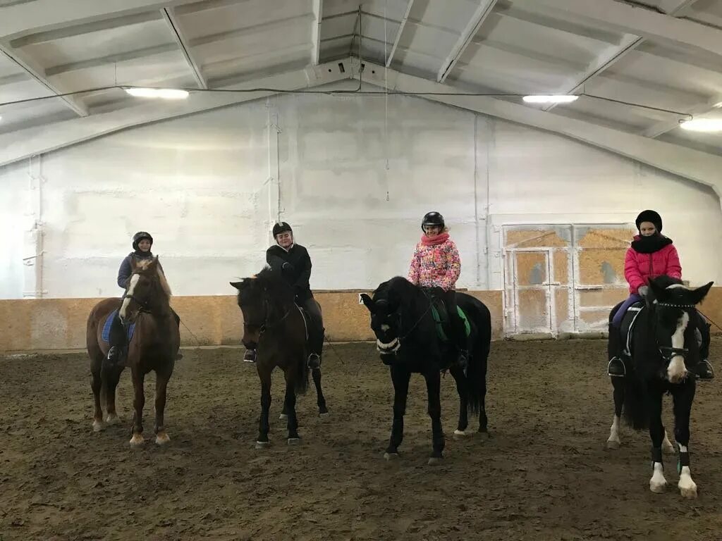 табун лошадей. жеребец 4. жеребец 4. лошадь на черном фоне. жеребец 3 летнего возраста.