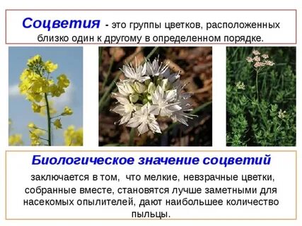 Какова роль соцветий в жизни растений