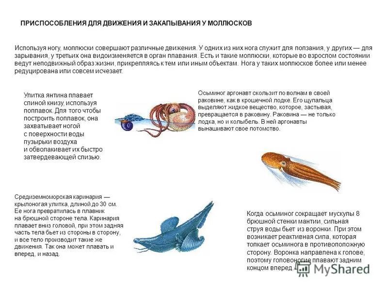 Особенности внутреннего строения ракообразных 7 класс. Приспособления ракообразных. Ракообразные презентация. Приспособления ракообразных. Приспособления ракообразных.