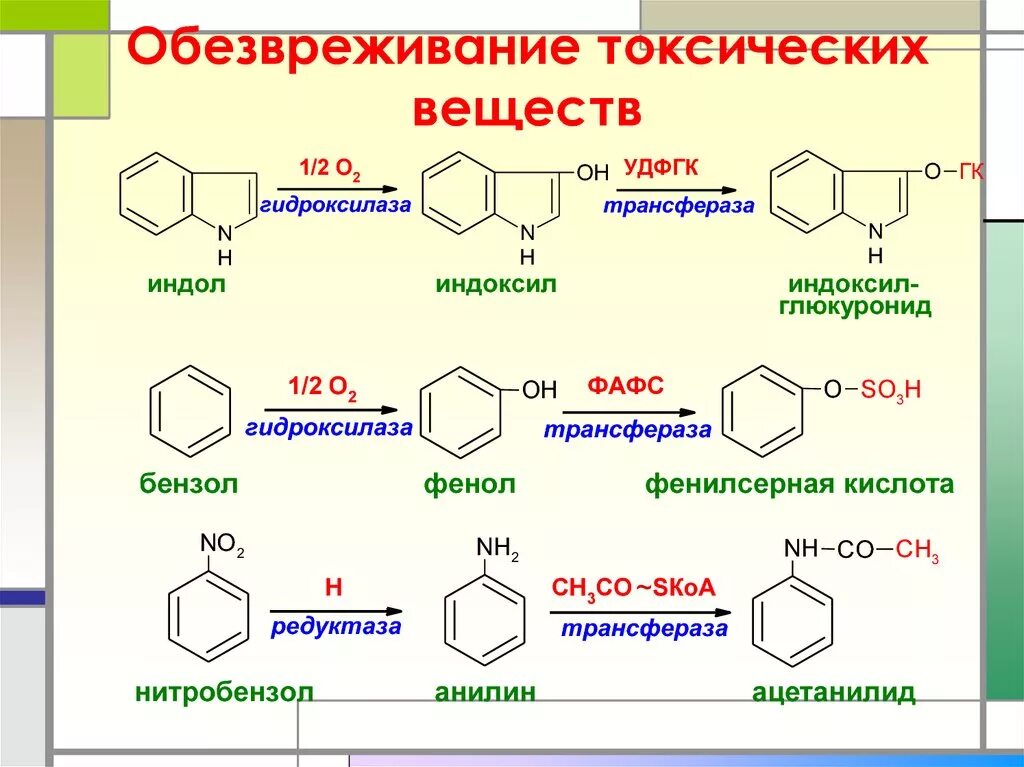 Обезвреживание фенола крезола индола. Обезвреживание индола и скатола в печени. Обезвреживание фенола в печени биохимия. Обезвреживание бензола с помощью УДФГК химизм. Реакции образования фенола